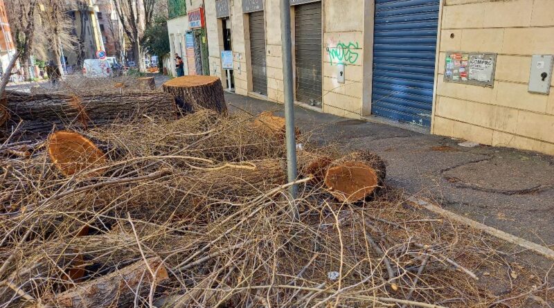 Più di 20mila firme alla petizione ‘Gualtieri fermi l’eccessivo e indiscriminato abbattimento degli alberi’